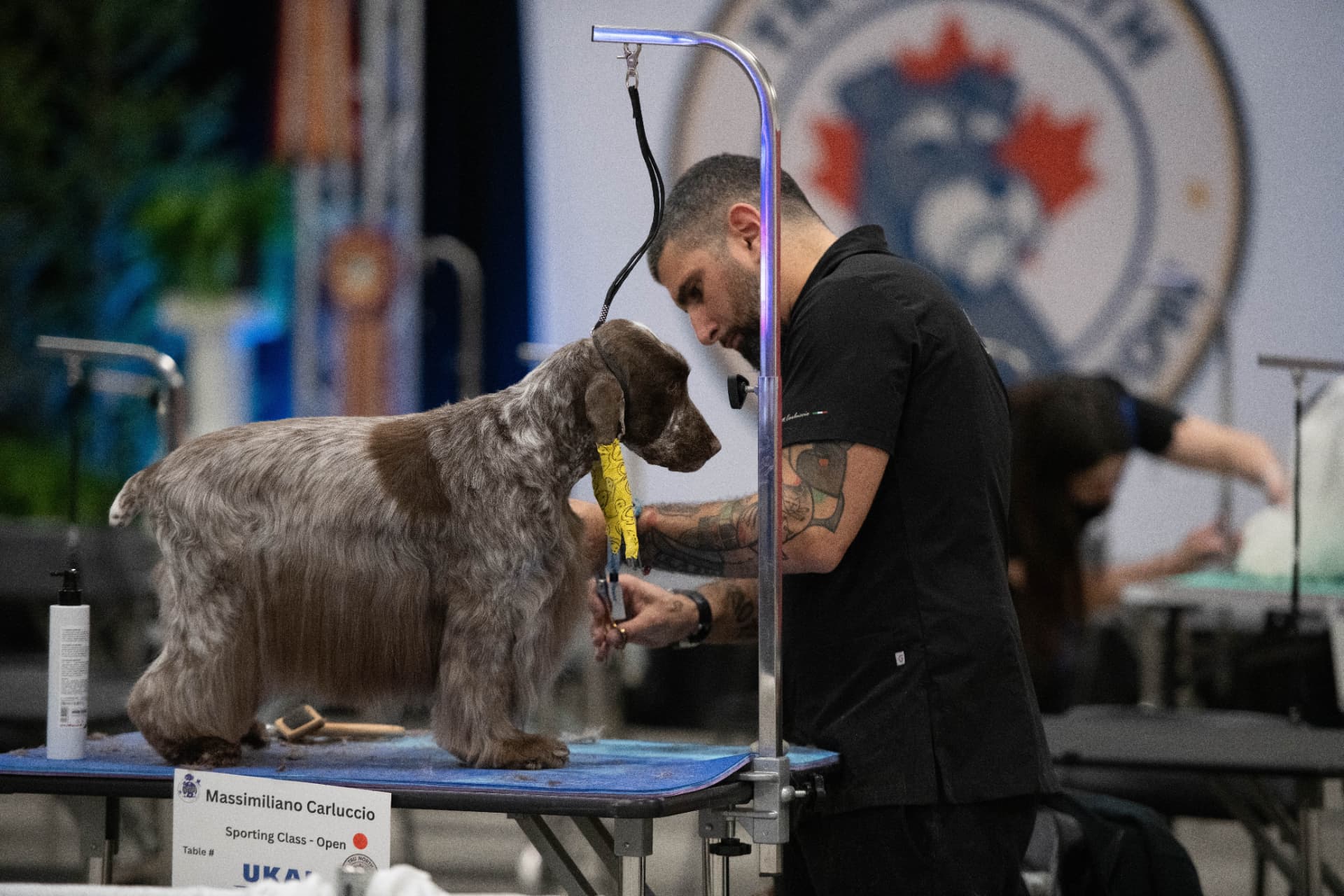 A professional groomer preparing a spaniel during the Tru North grooming competition